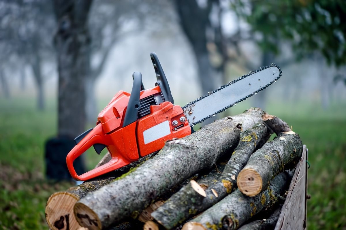 How Proper Tree Maintenance Can Help Prevent Damage to Your Home