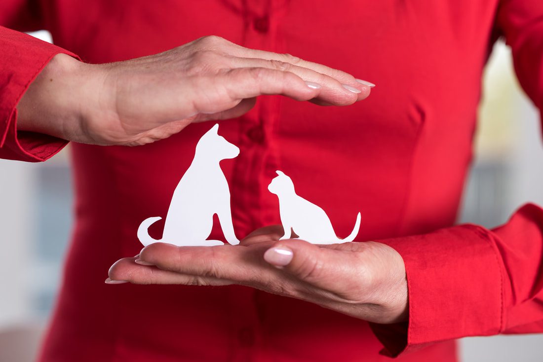 Understanding How Pet Insurance Works