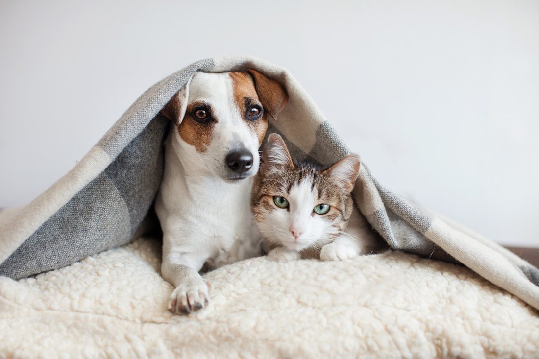 What Pet Insurance Does And Does Not Cover