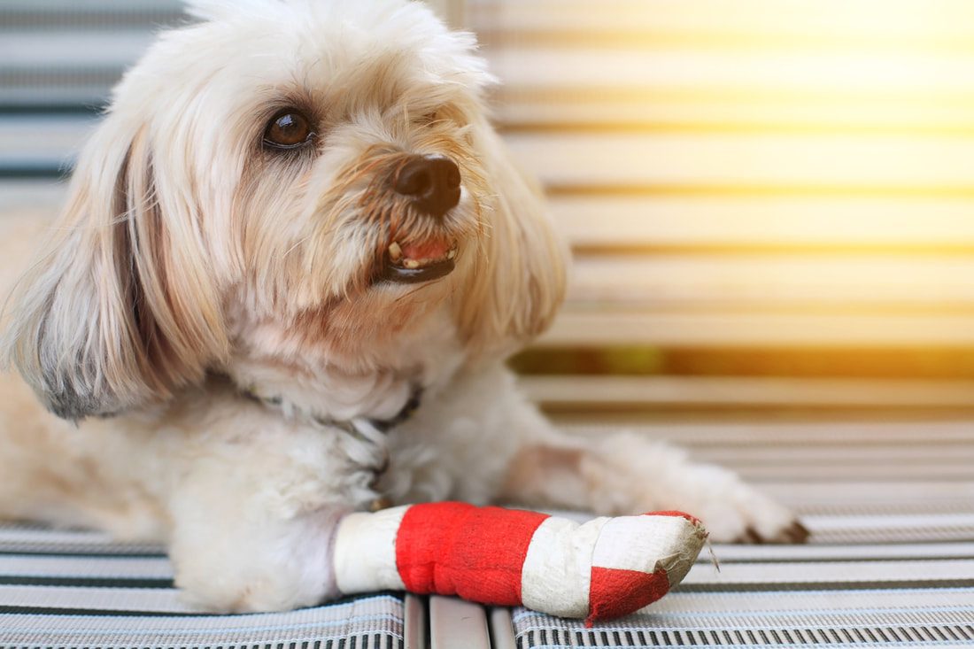 What To Do During Pet Emergencies
