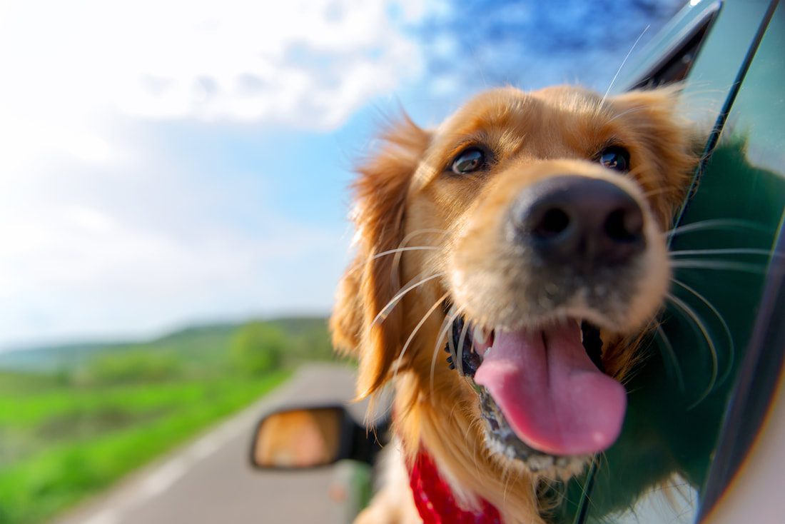 Why Pet Insurance Is Growing In Popularity